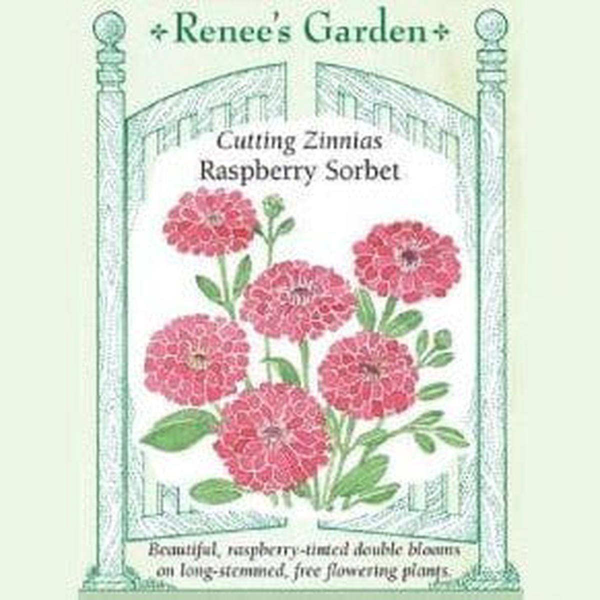Zinnia Raspberry Sorbet - Renee's Garden