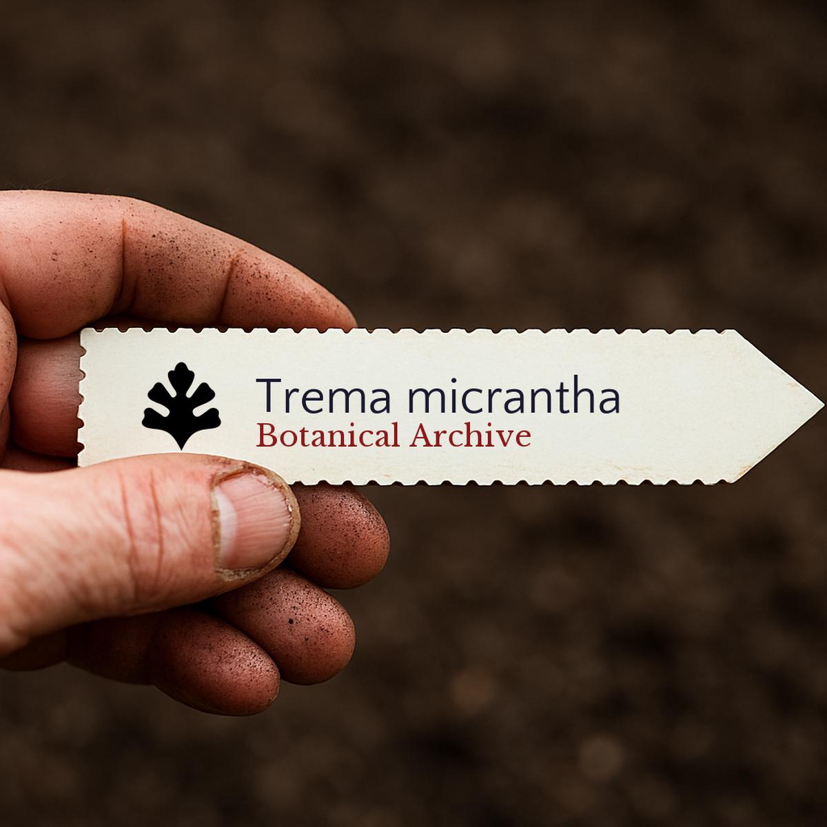 Trema micrantha SEEDS