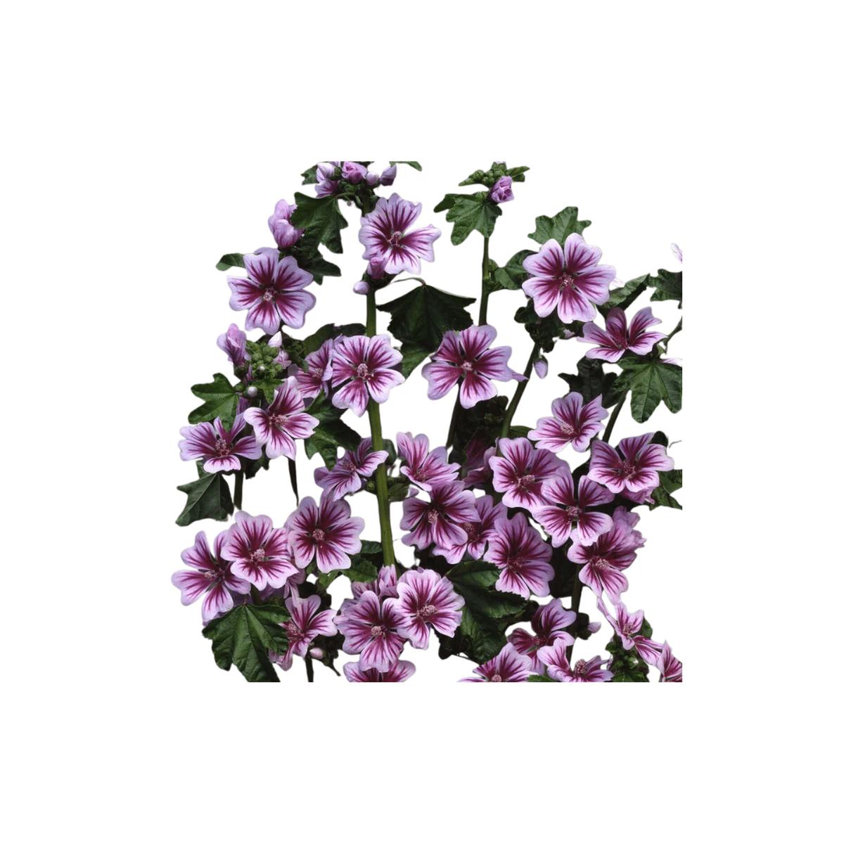 Zebrina Malva Seeds | OSC Seeds