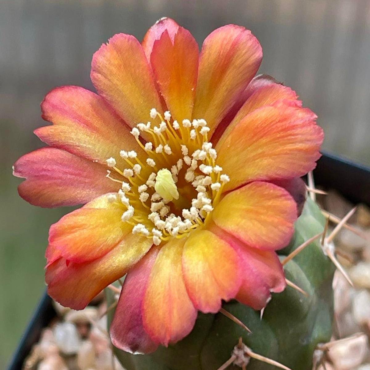Weingartia neumanniana (RED-ORANGE FLOWERS) SEEDS