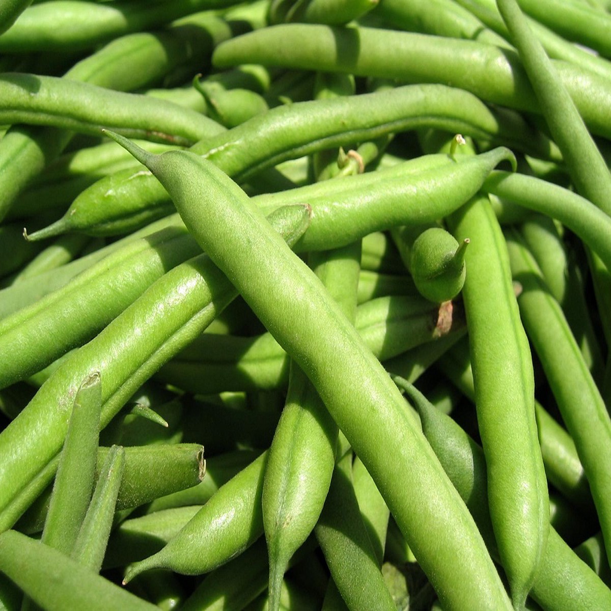White Half Runner Mountaineer Bean Seeds - 13 grams