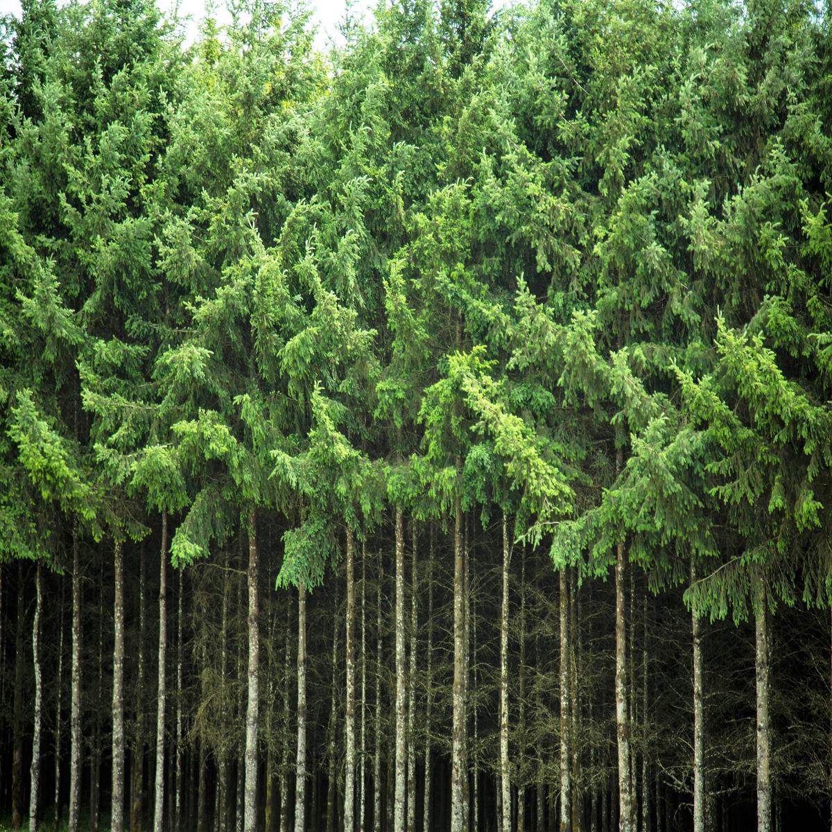 20 DOUGLAS FIR Tree Abies Pseudotsuga Menziesii Christmas Tree Blue Douglas Pine Spruce Native Evergreen Seeds - Standard Pack