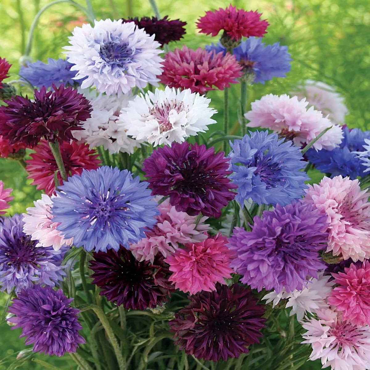 200 Deluxe Mix Bachelor Button Cornflower Seeds