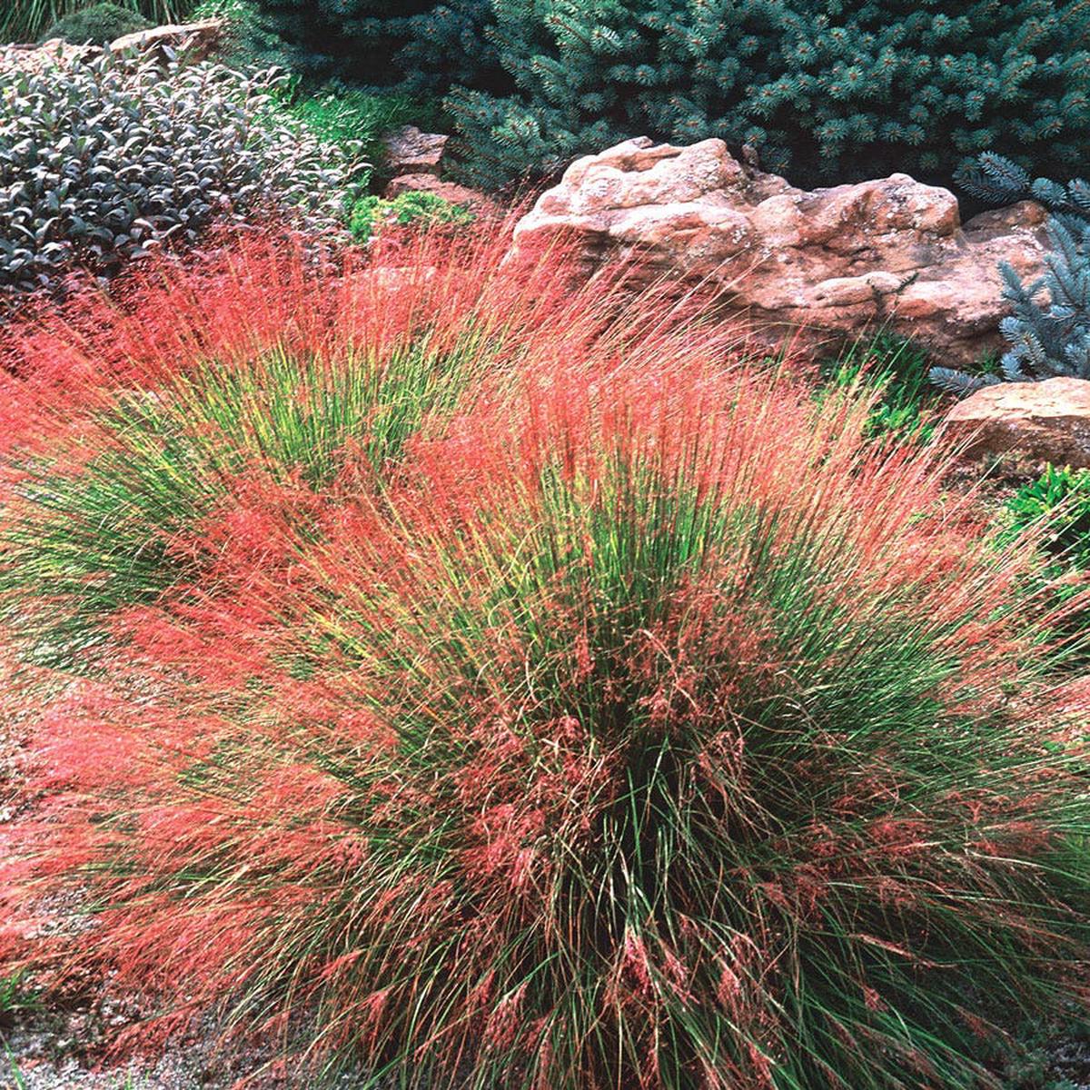 Undaunted Ruby Muhly Grass Seeds