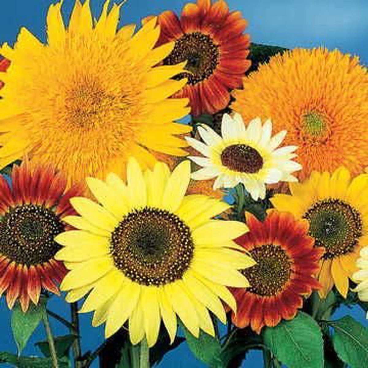Van Gogh Sunflower Seeds Mix