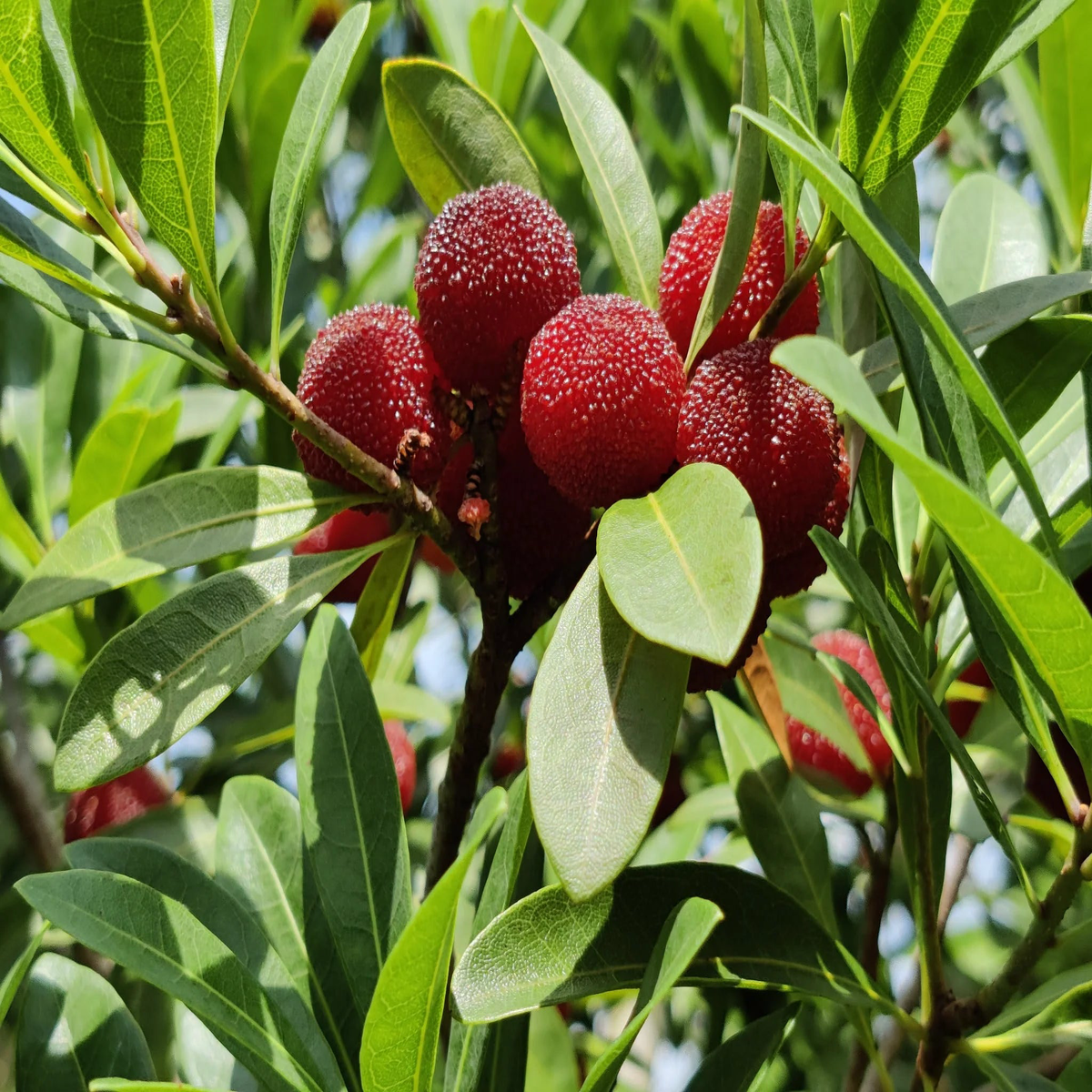 Yangmei Fruit Seeds for Planting Premium Quality Seeds for Cultivating Exotic, Sweet, and Juicy Yangmei Fruits in Your Home Garden