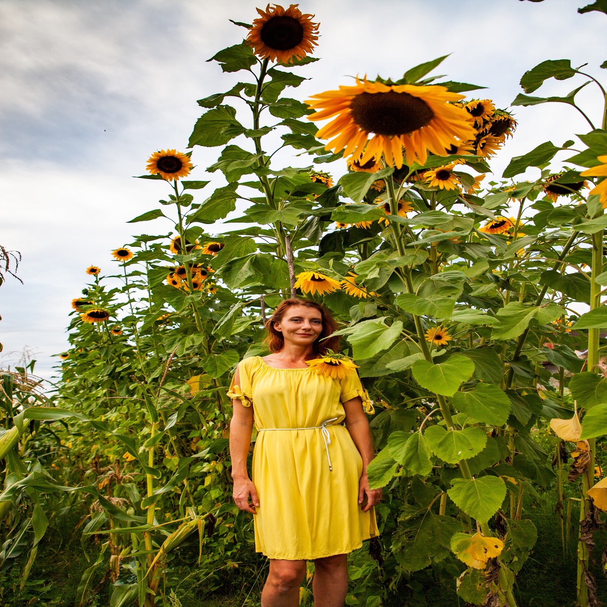 10 Early MAMMOTH RUSSIAN SUNFLOWER Helianthus Annuus Flower Seeds