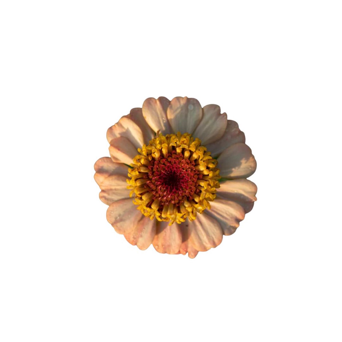 Zinnias Zinderella Peach Seeds | West Coast Seeds