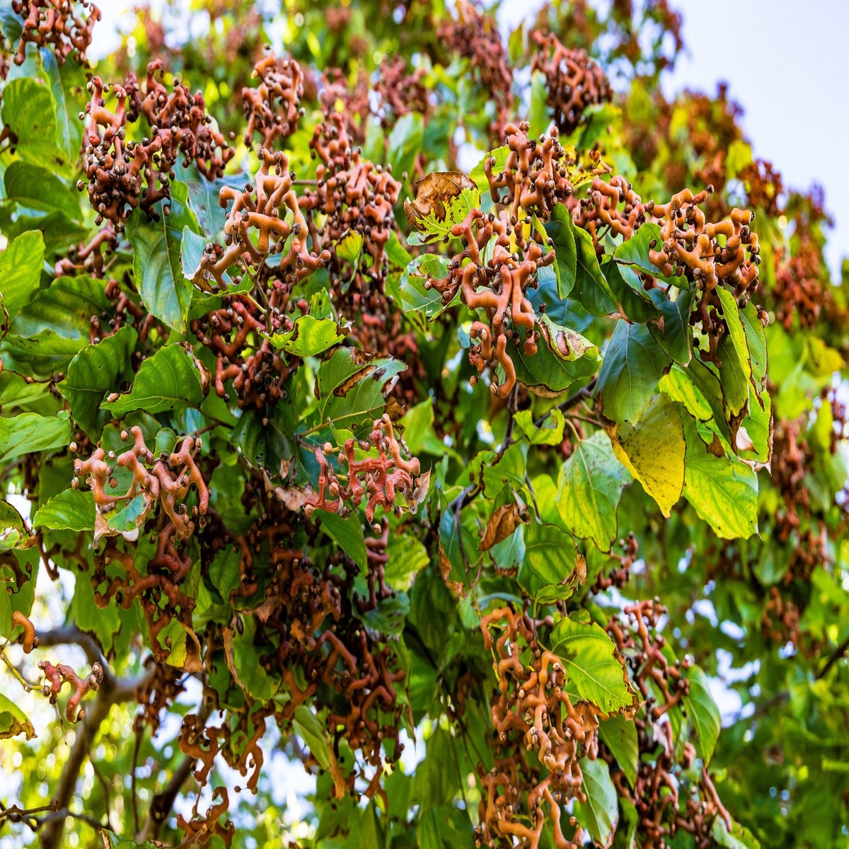 25 JAPANESE RAISIN TREE Edible Fruit Oriental Honey Flowers Hovenia Dulcis Seeds