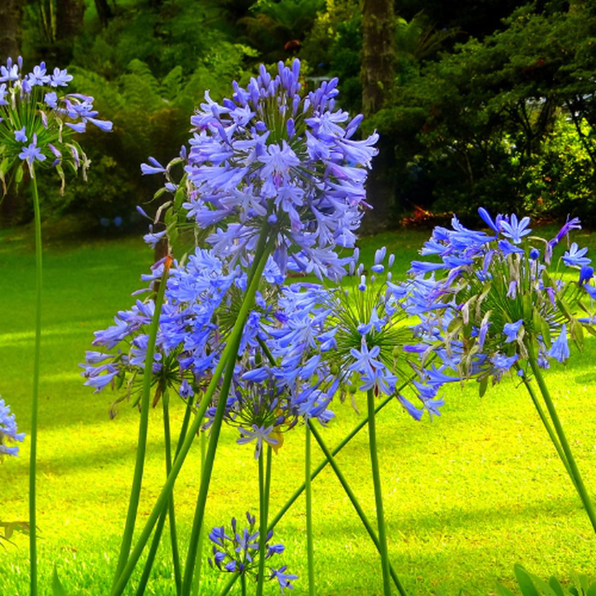 Agapanthus Big Blue