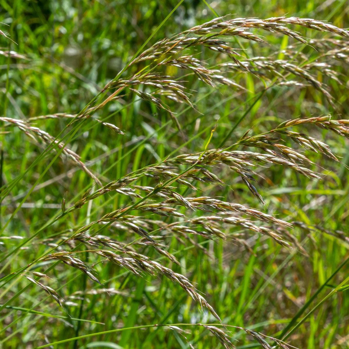 Vanilla Grass Perennial