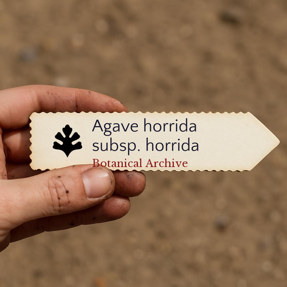 Agave horrida subsp. horrida SEEDS