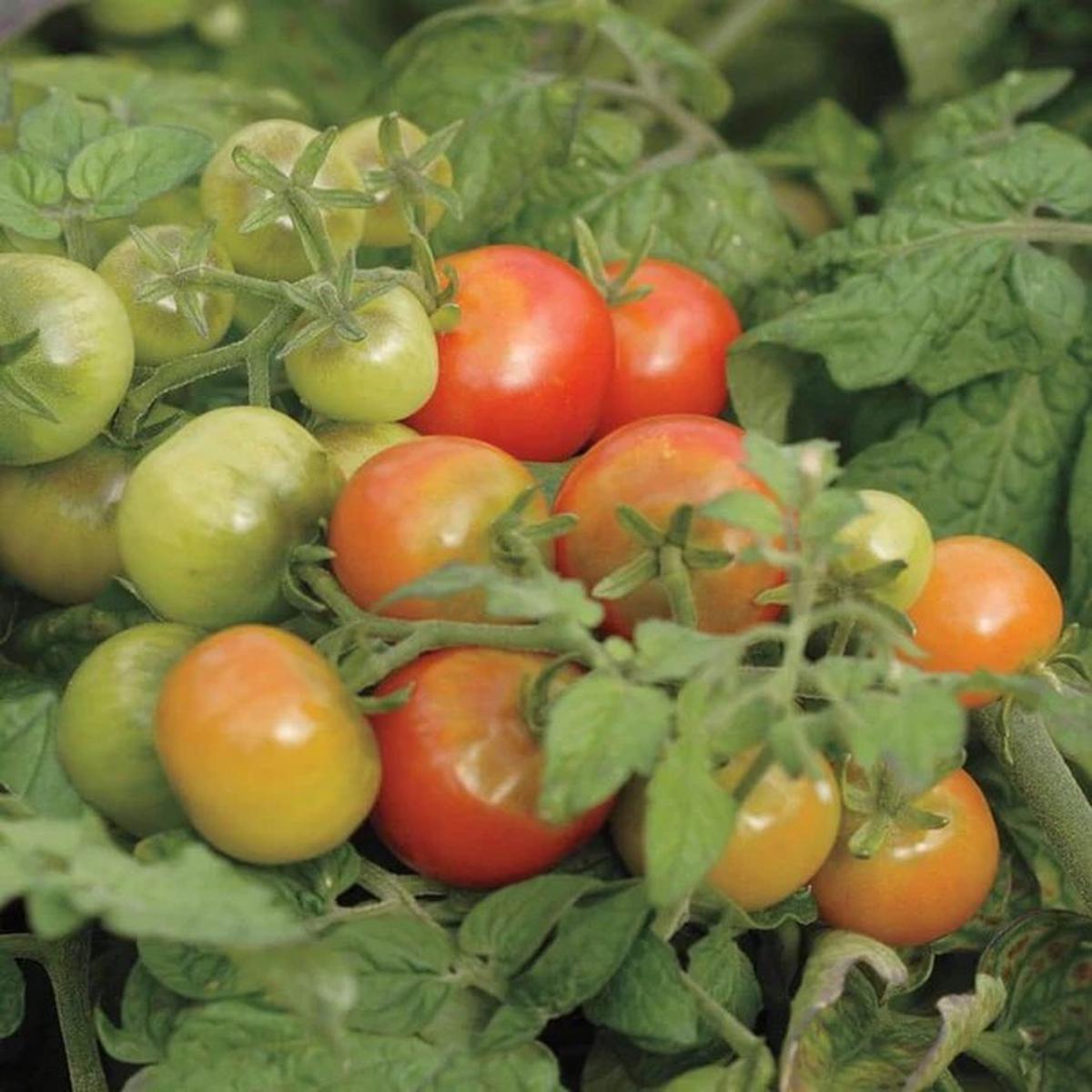 Tomatoes - Tiny Tim