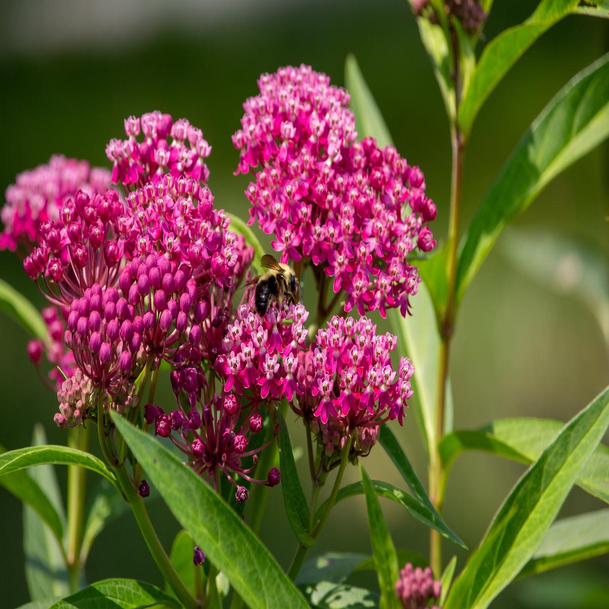 20 CINDERELLA MILKWEED Asclepias Incarnata Magenta (Pink-Purple) Flower Seeds