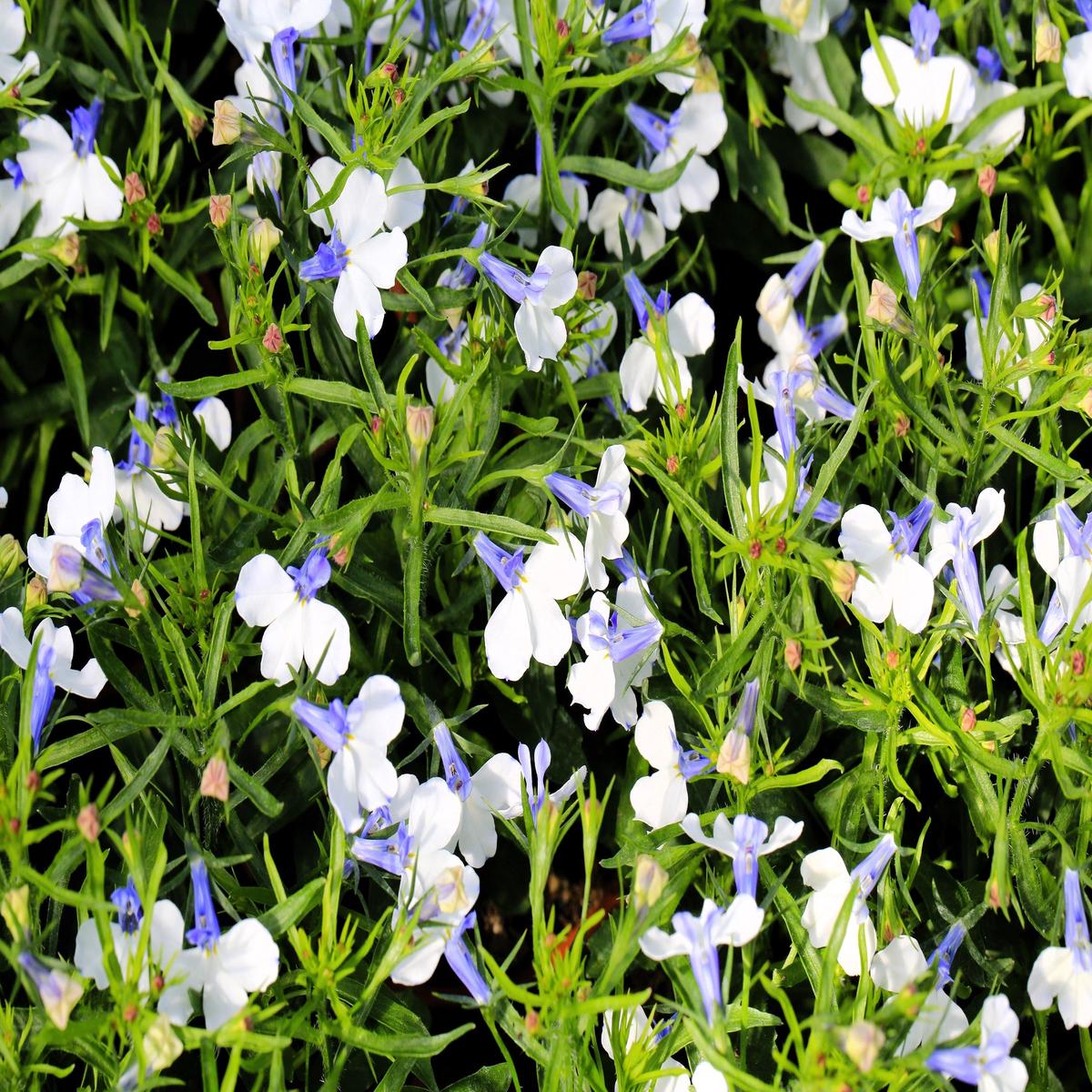 200 BLUE SPLASH LOBELIA Regatta Blue & White Erinus Flower Seeds