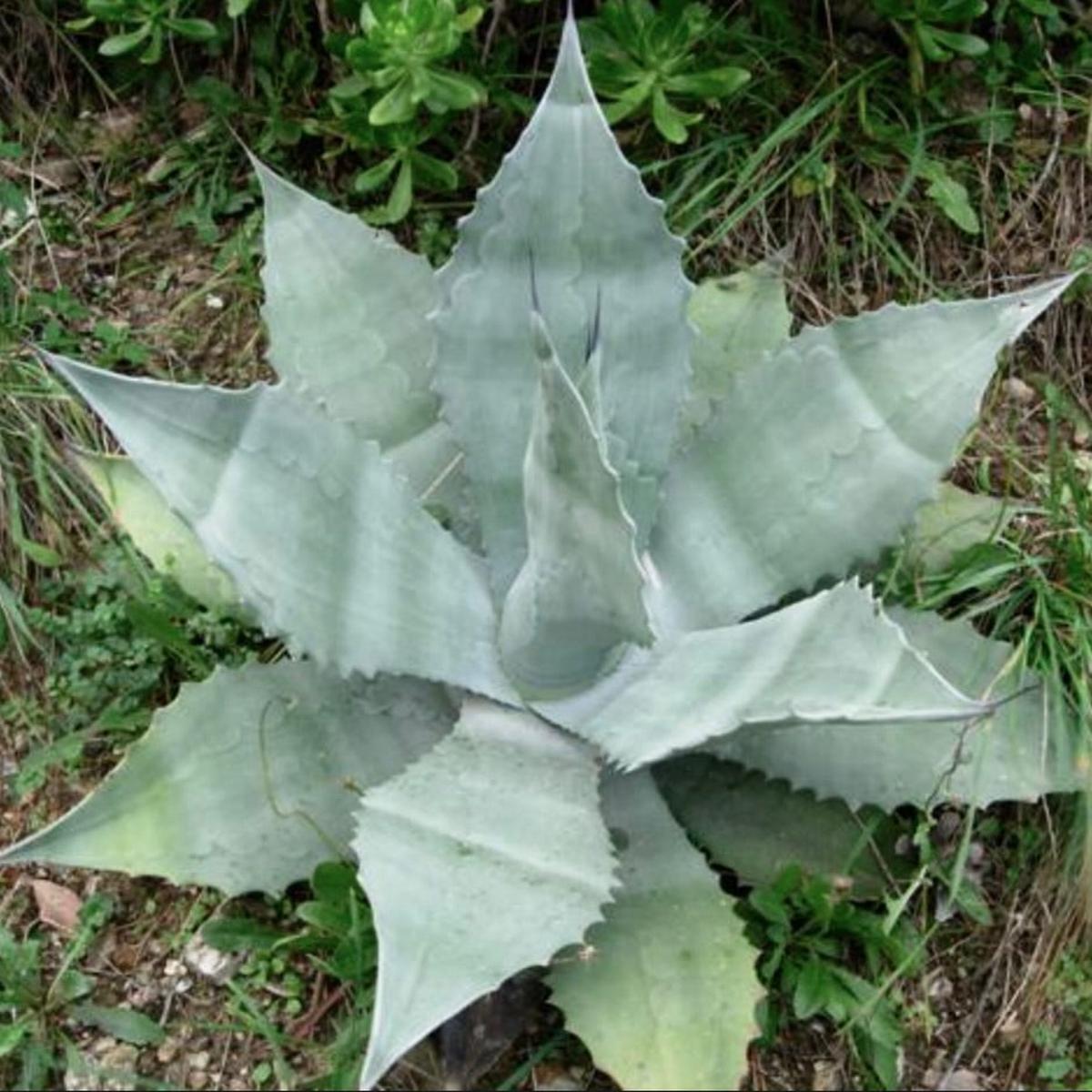 Agave asperrima SEEDS