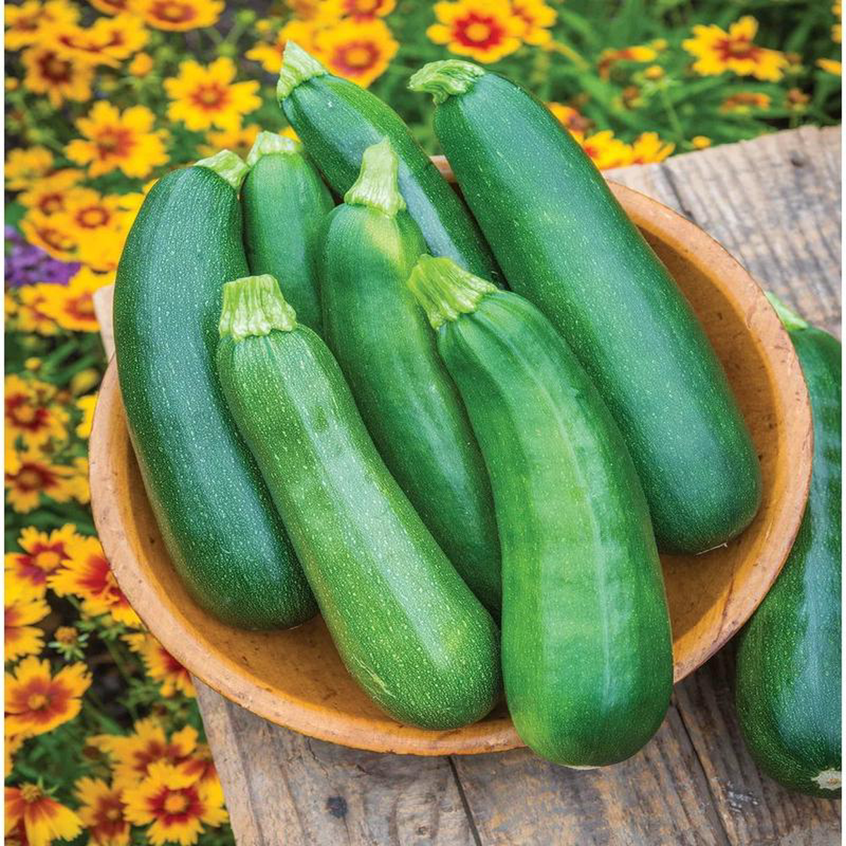 Zucchini Sure Thing Hybrid 8211 Burpee Seeds