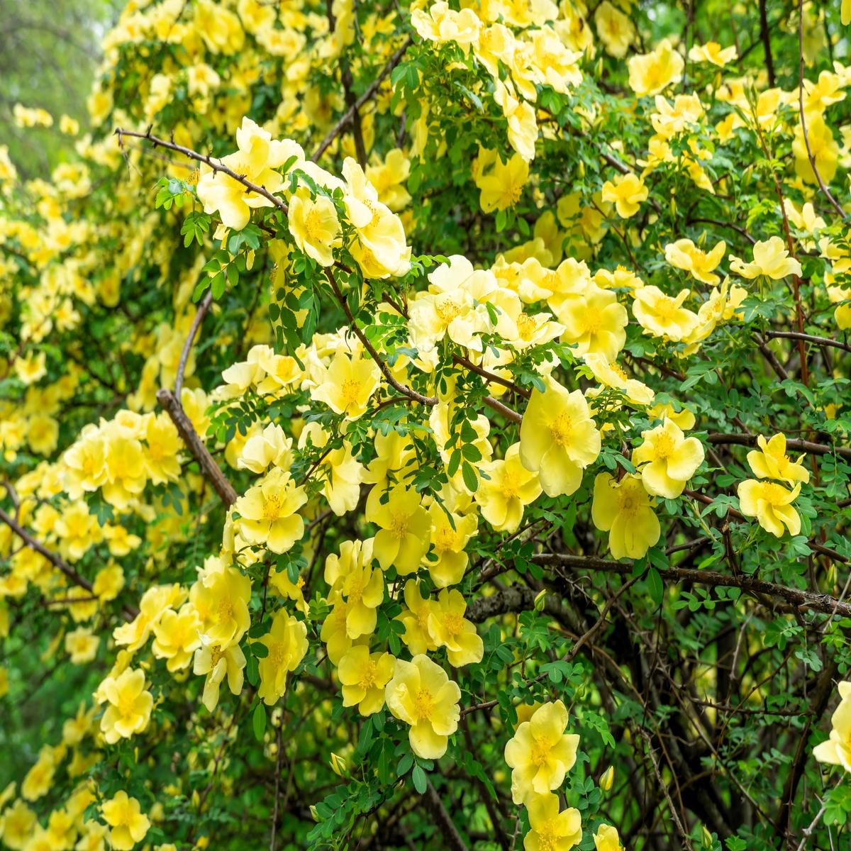 10 Golden Yellow FATHER HUGO ROSE Rosa Hugonis Flower Bush Shrub Seeds