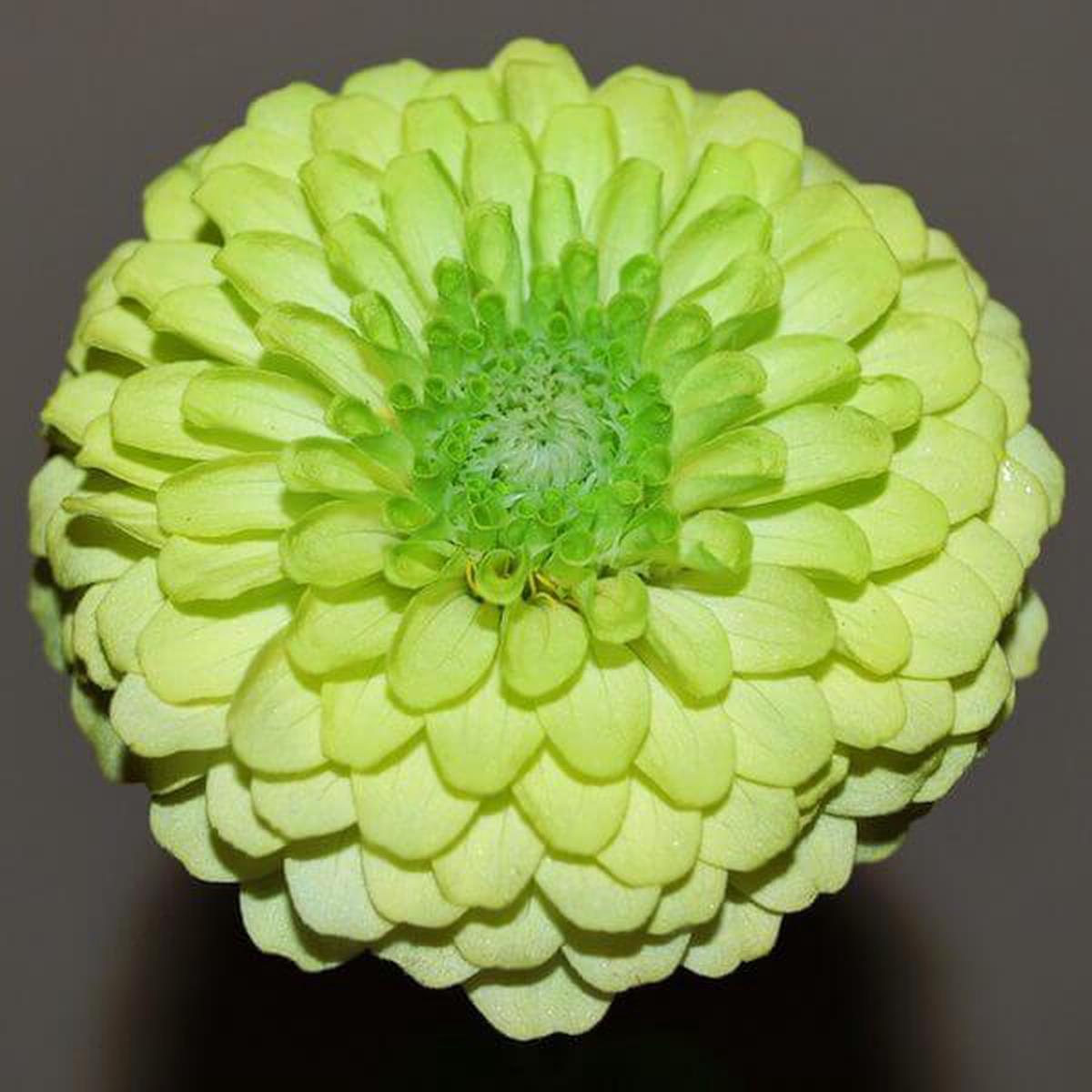 Zinnia, Queeny Lime