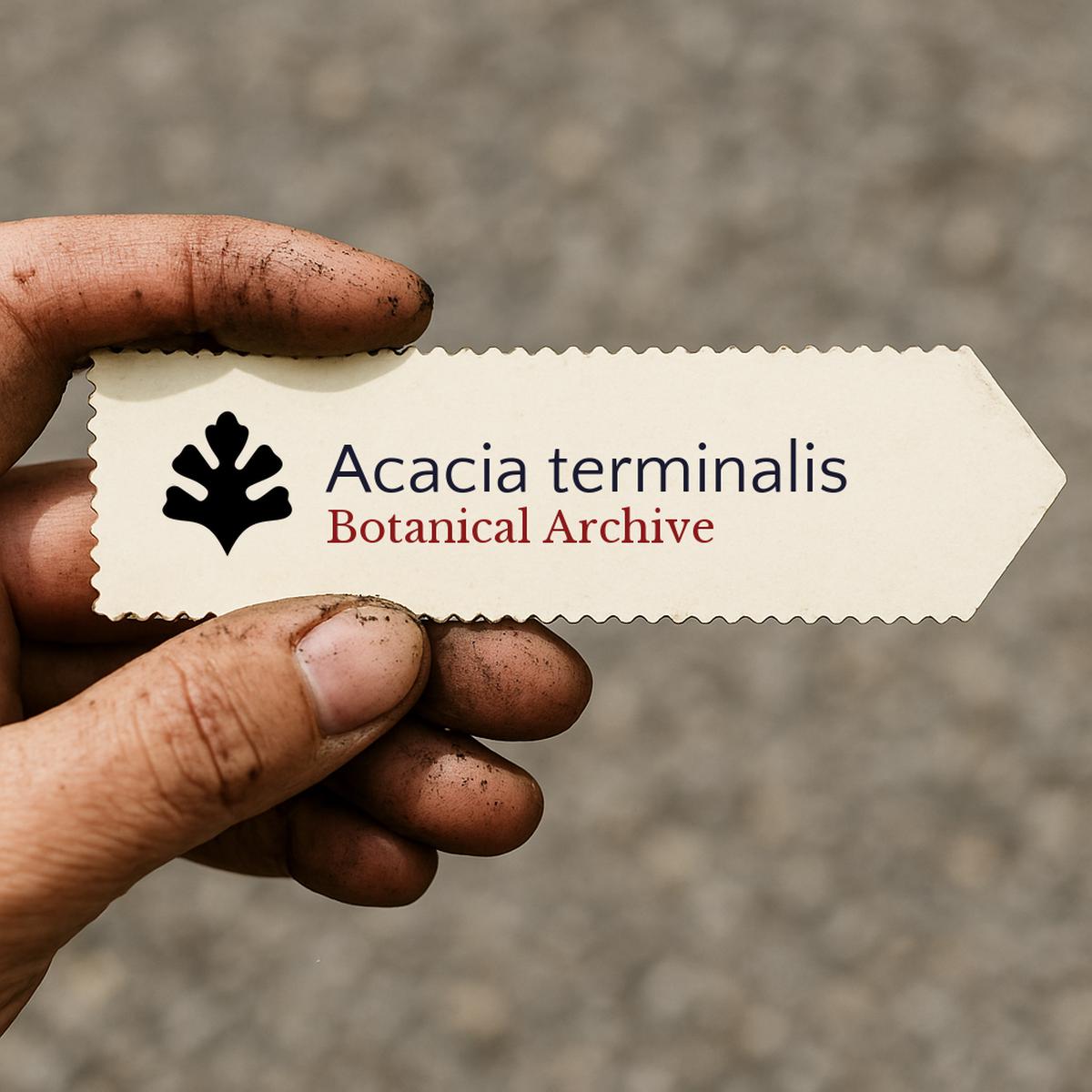 Acacia terminalis SEEDS