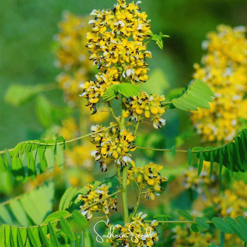Wild Senna  20 Seeds