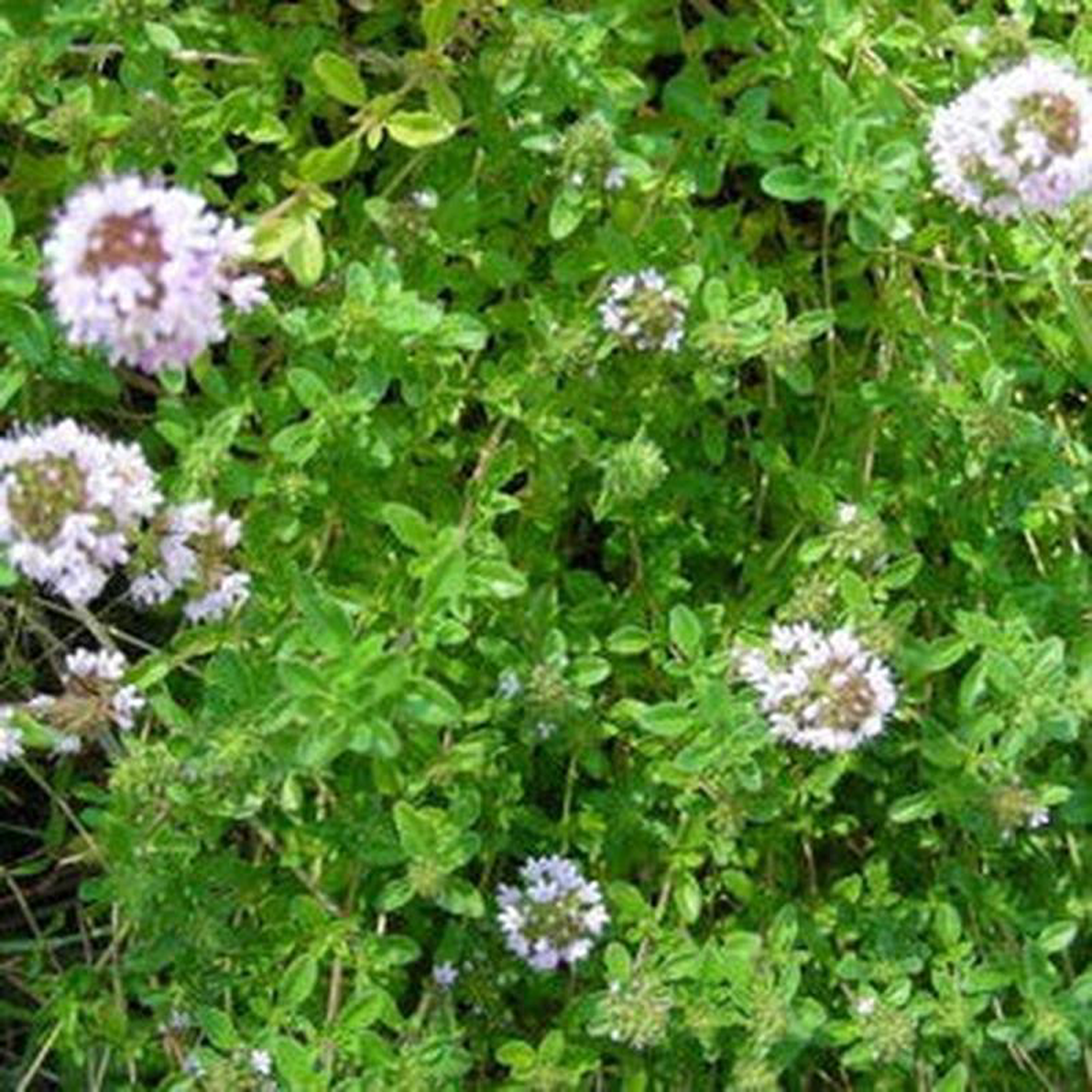Wild Thyme 8211 Eagleridge Seeds