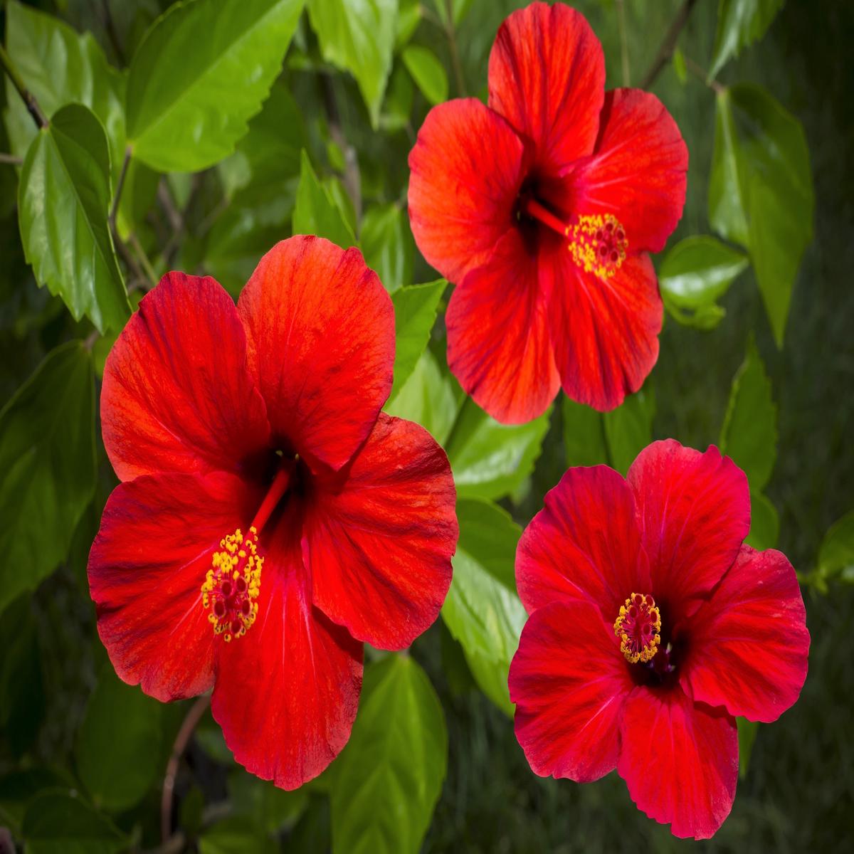 10 Luna RED HARDY HIBISCUS Hibiscus Moscheutos Balhibred Flower Seeds