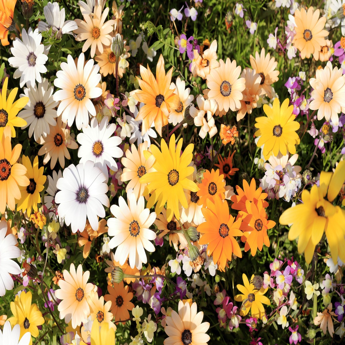 1000 MIXED AFRICAN DAISY ( Cape Marigold / Sun Marigold ) Dimorphotheca Sinuata Flower Seeds