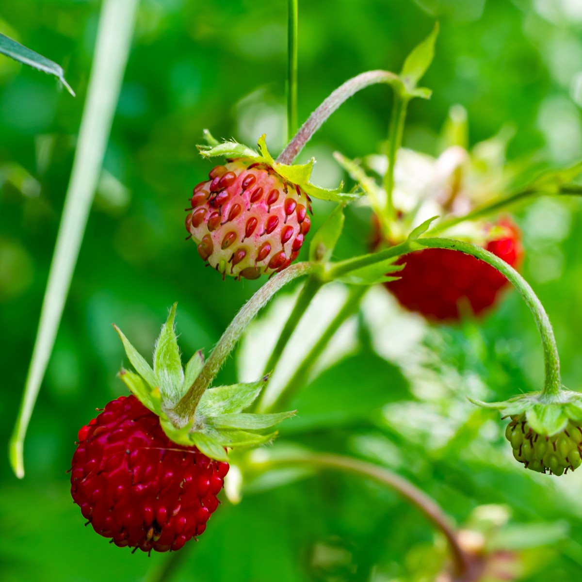Woodland Strawberry