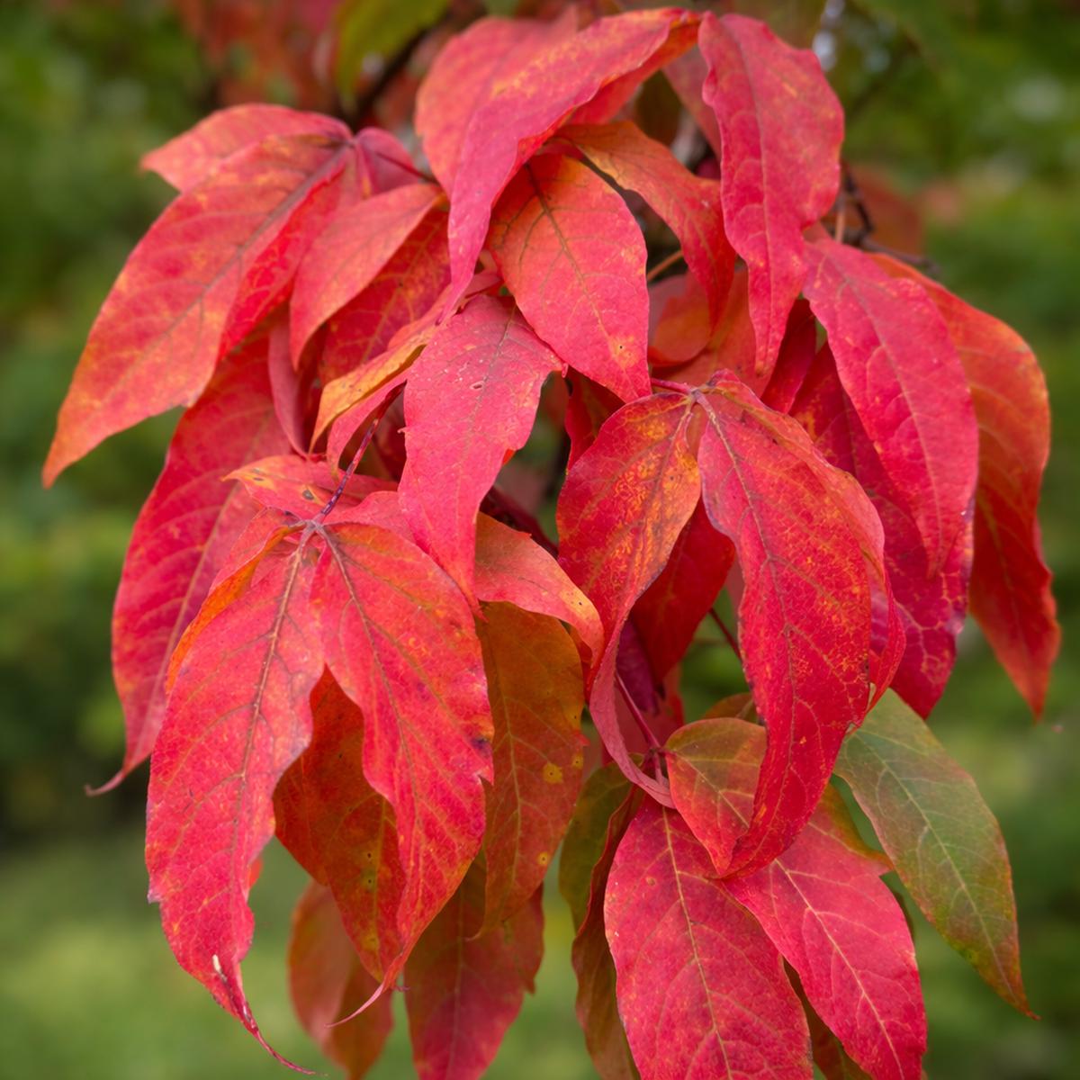 Acer triflorum SEEDS