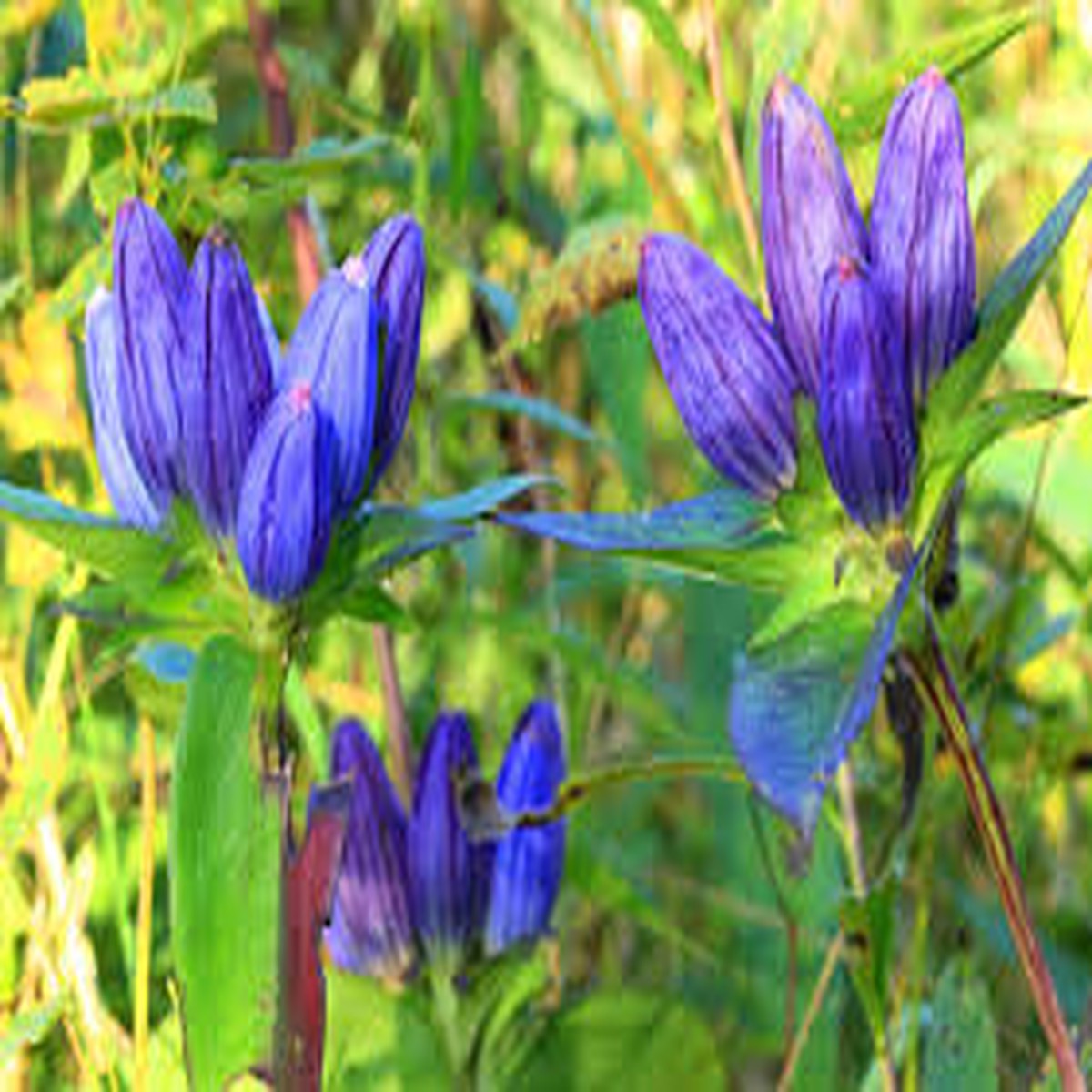 100 mg Seeds Gentiana andrewsii (Bottle Gentian) for Planting | Rare Native Wildflower for Shade Gardens & Pollinator Habitats