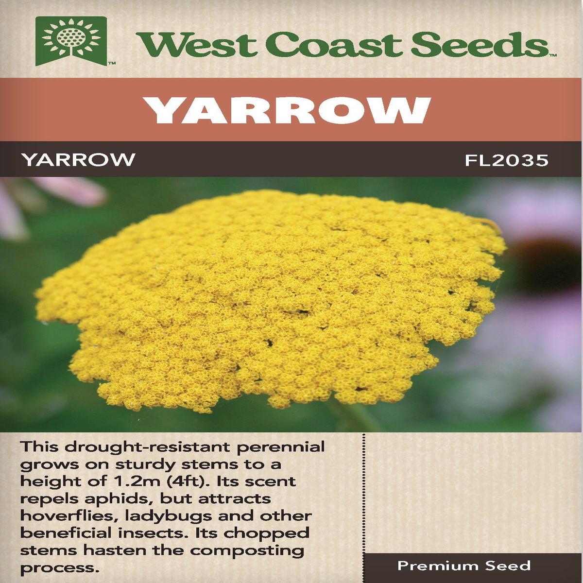 Yarrow - West Coast Seeds