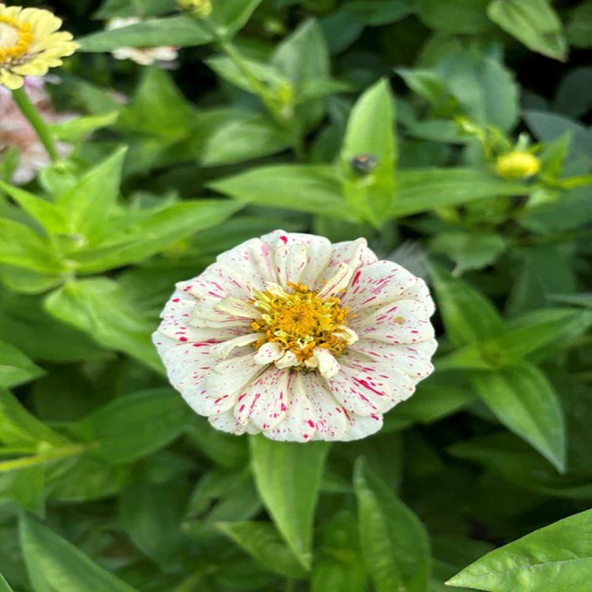 Zinnias - Peppermint Stick