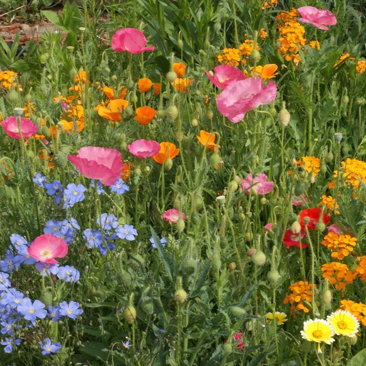 Wildflower - Waterwise Blend