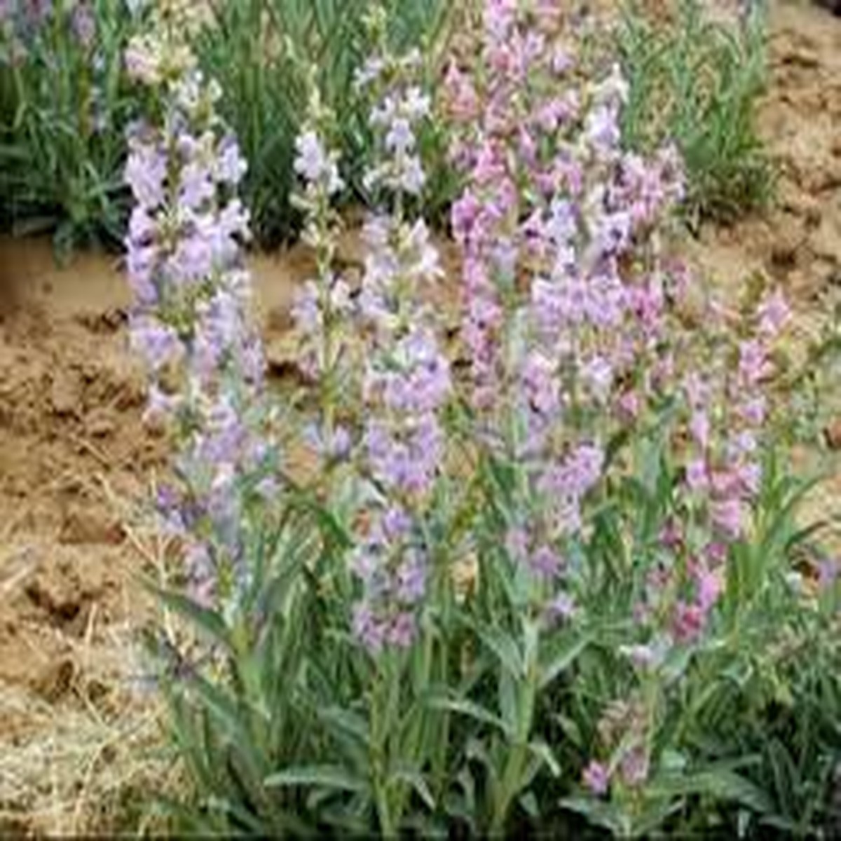 100 mg Seeds Penstemon Angustifolius (Narrowleaf Beardtongue) for Planting | Native Perennial Wildflower for Pollinator Gardens