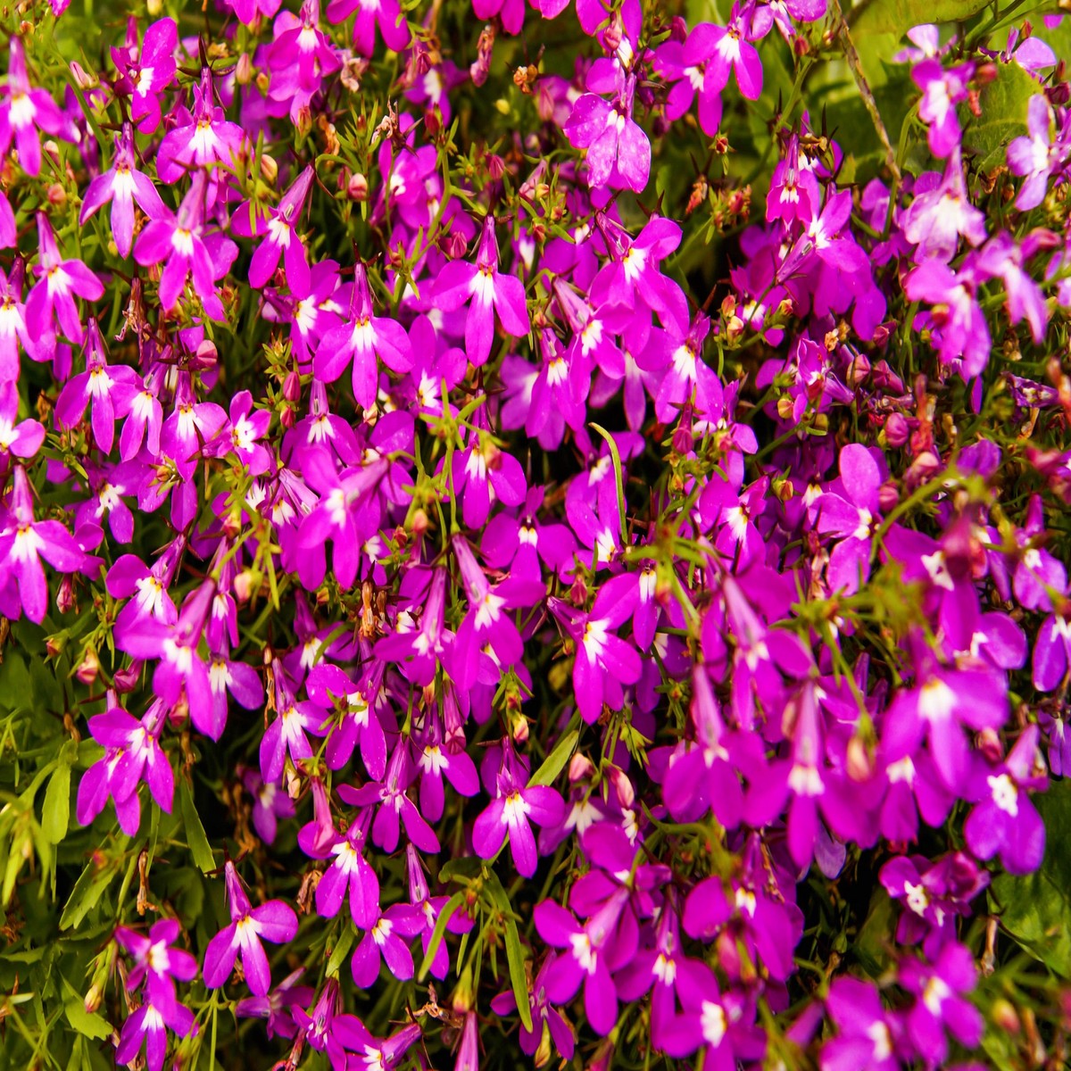 200 MAGENTA PINK LOBELIA Regatta Lobelia Erinus Flower Seeds