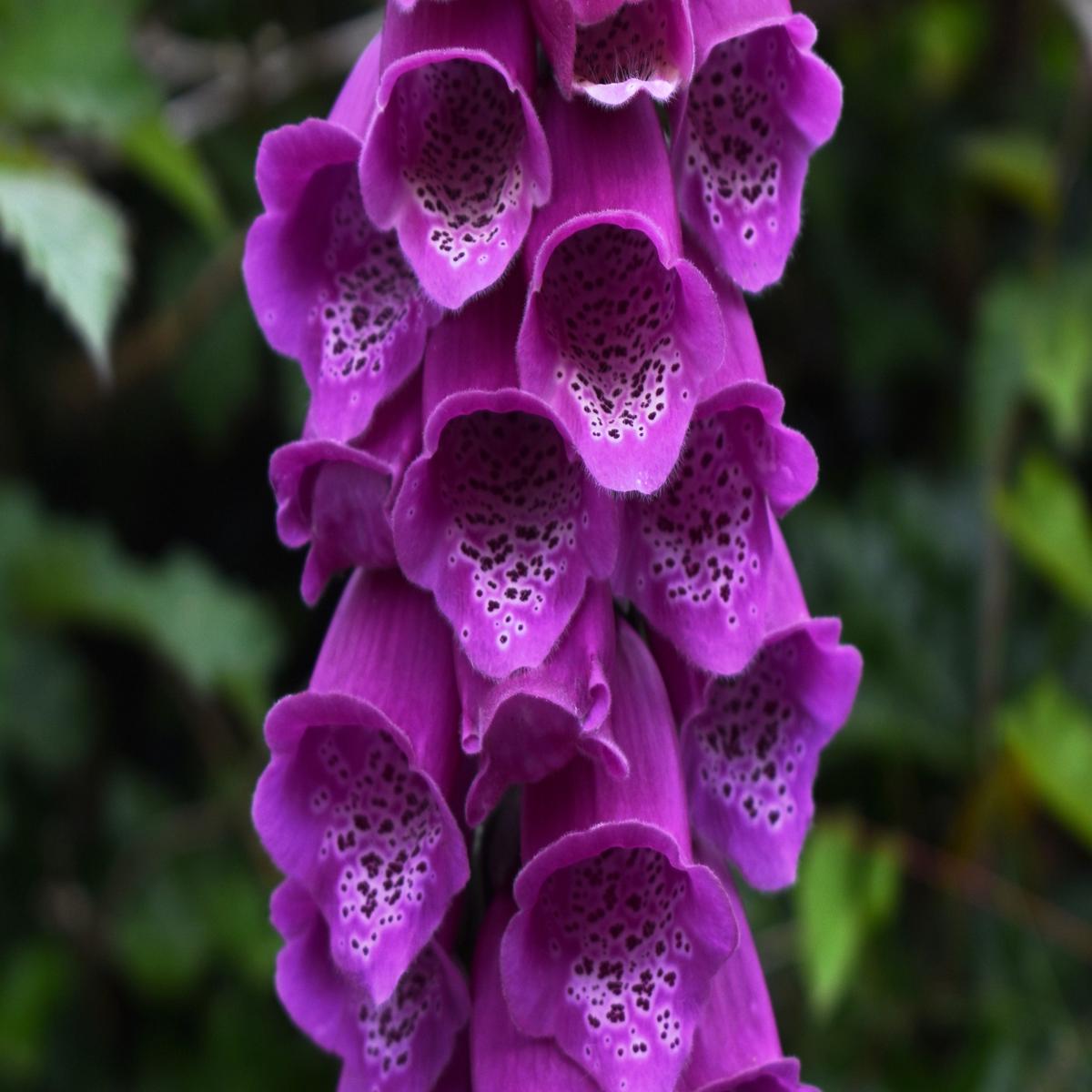 1000 PINK & PURPLE Mix FOXGLOVE Digitalis Flower Seeds