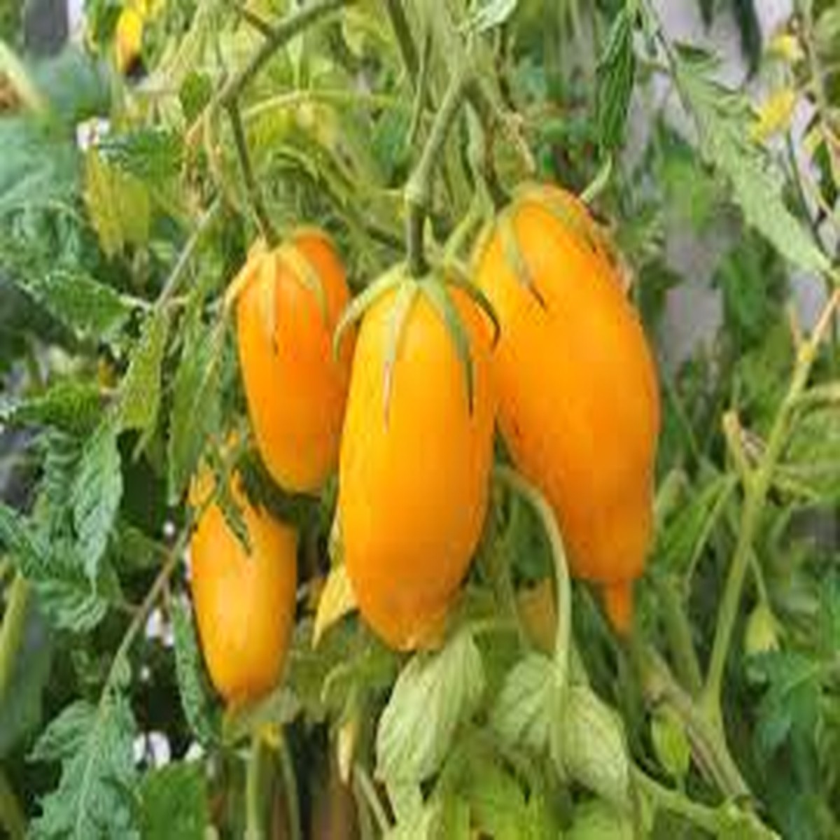 30 Banana Legs Tomato Seeds Solanum lycopersicum Heirloom, Yellow Paste Tomato, Mild & Meaty, Perfect for Sauces