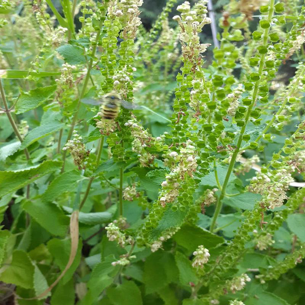 Wood Germander 8211 Eagleridge Seeds