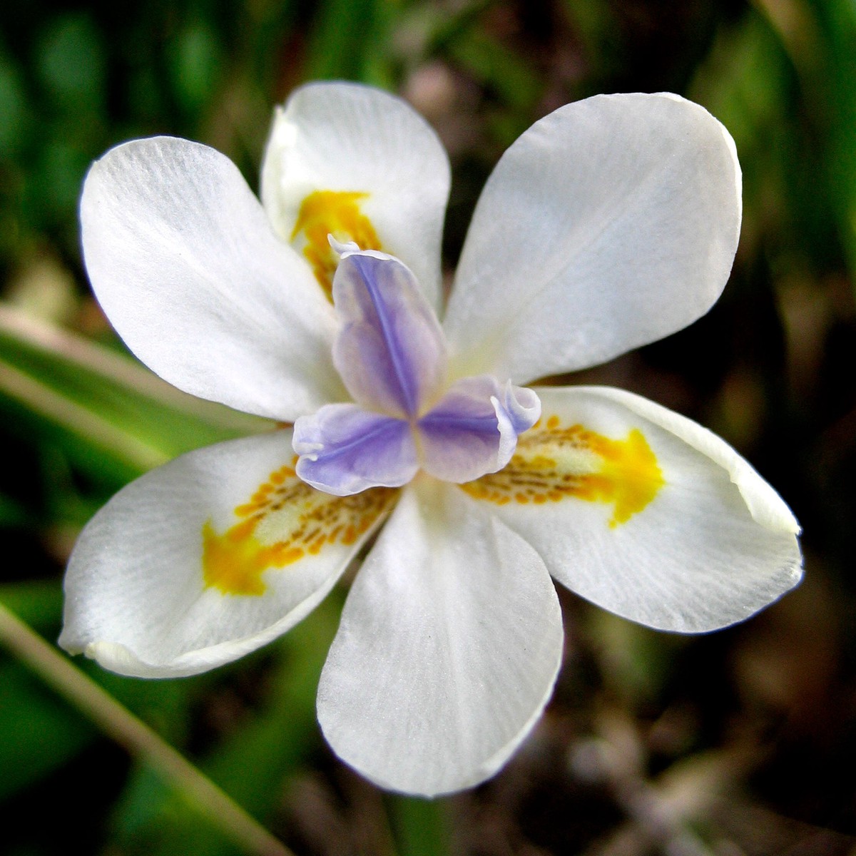 25 WHITE AFRICAN IRIS Fortnight Lily Dietes Iridioides Vegeta aka Cape or Butterfly Iris Yellow Purple Flower Seeds