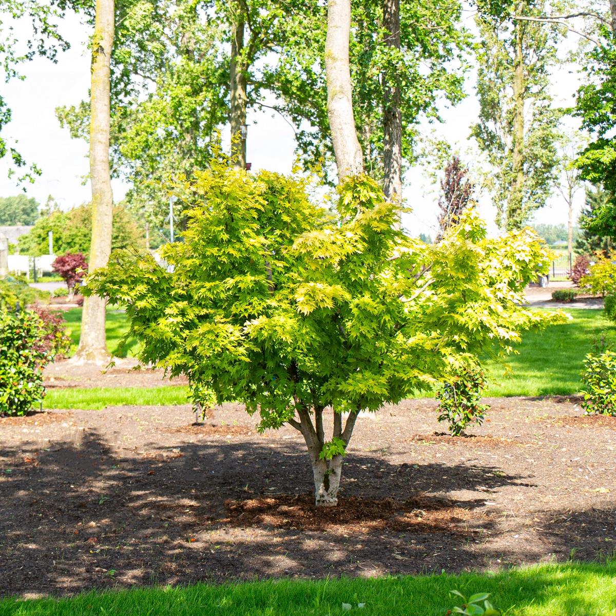 Acer palm Summer Gold
