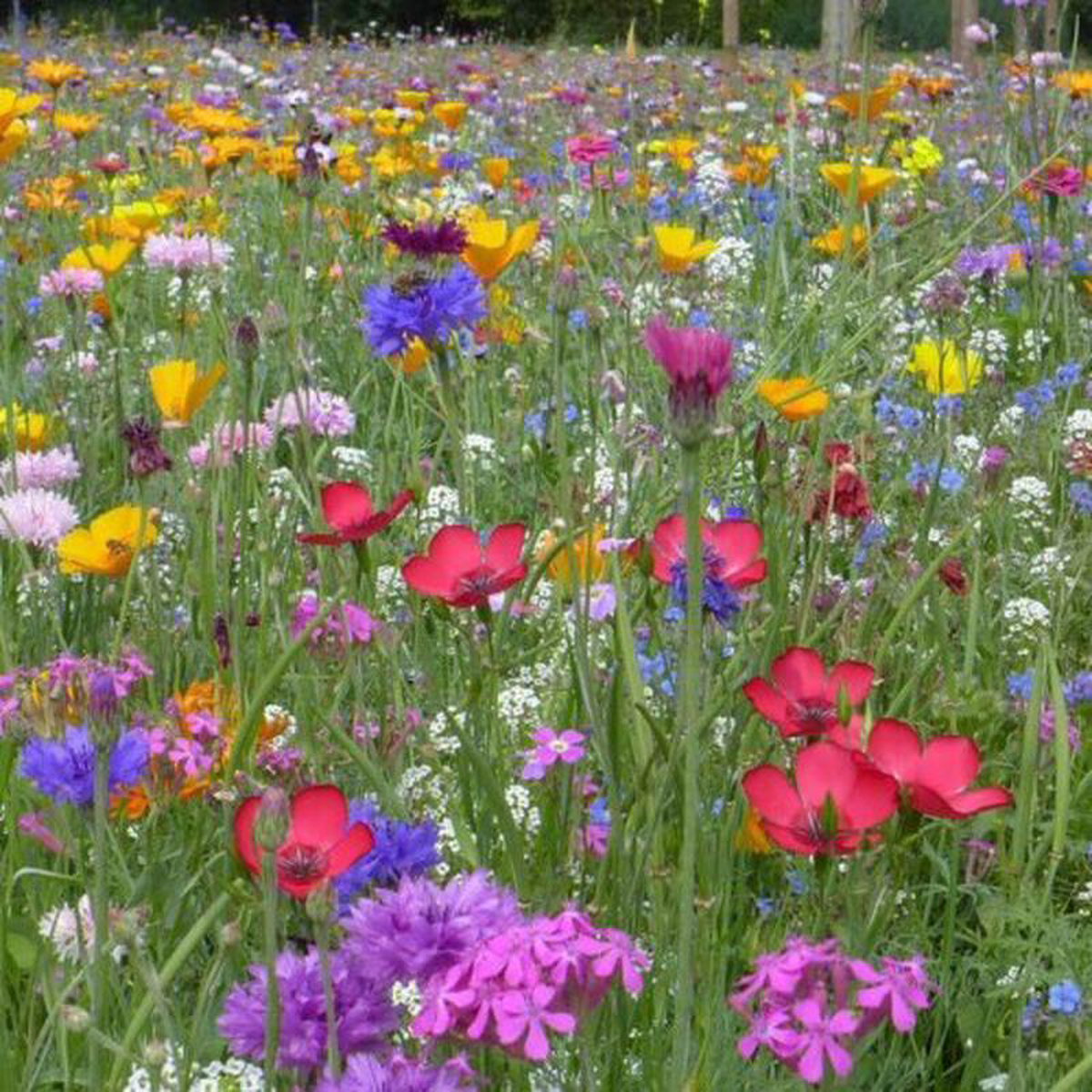 Wildflower Mixture 8211 Ontario Seed Company