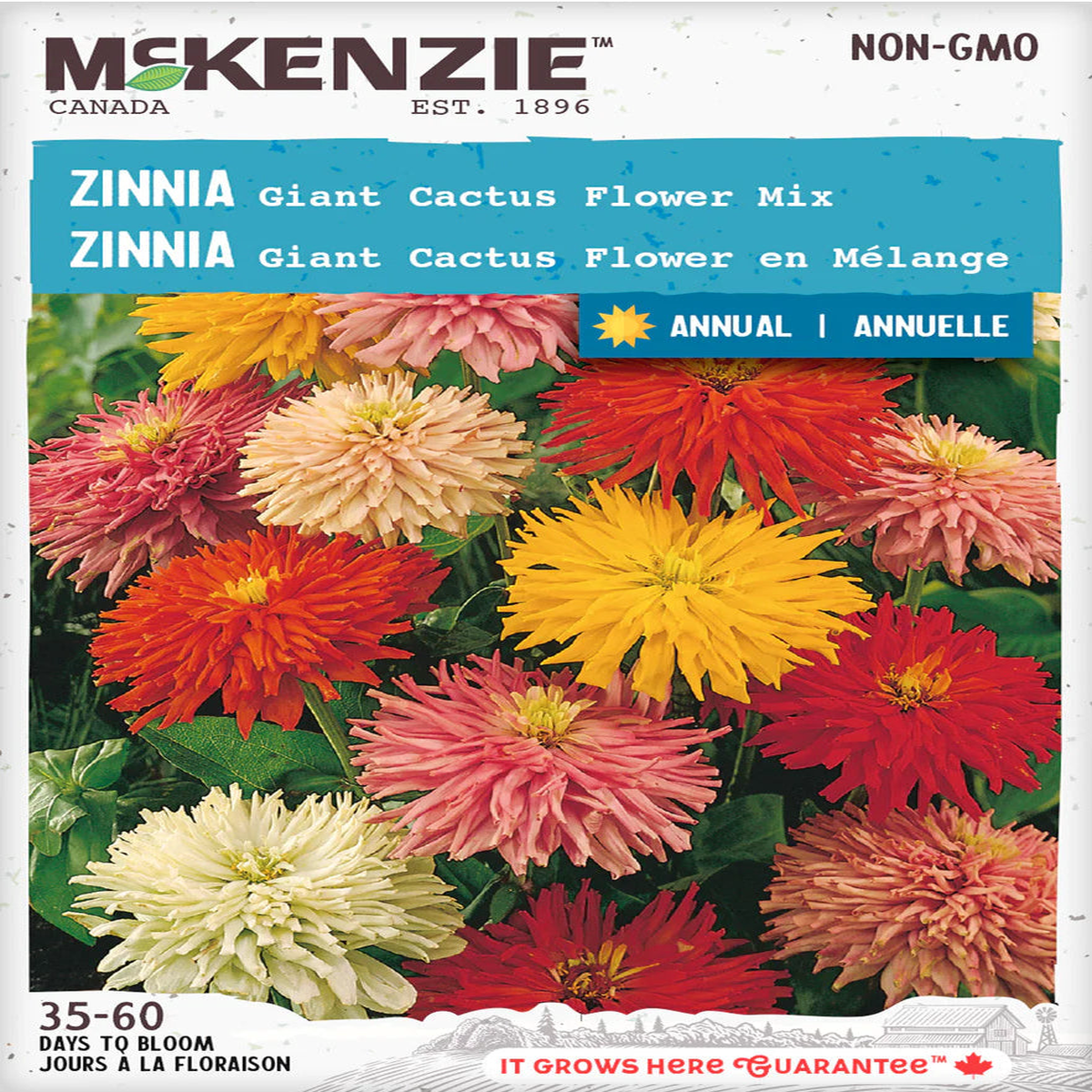 Zinnia Giant Cactus Flowered Mix - McKenzie Seeds