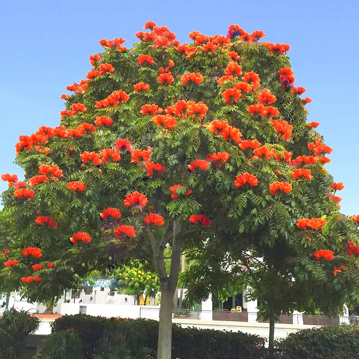 10 African Tulip Tree Seeds (Spathodea campanulata) Exotic Blooms, 50 Ft Tall, Zones 10-12