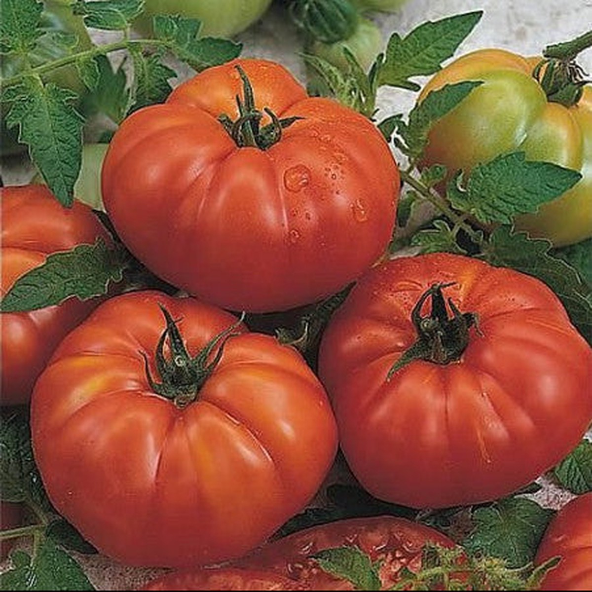 'Marmande' Tomato