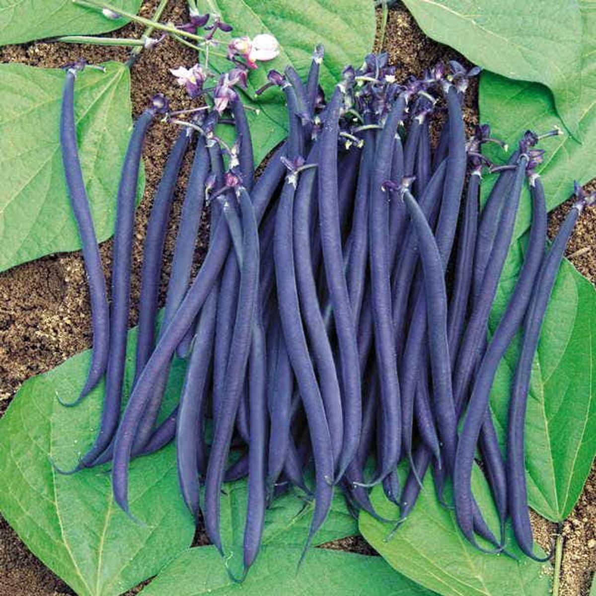 Velour Garden Bean Seeds