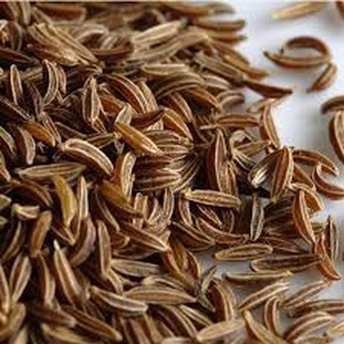 100 Seeds Caraway (Carum carvi) Aromatic Herb for Culinary