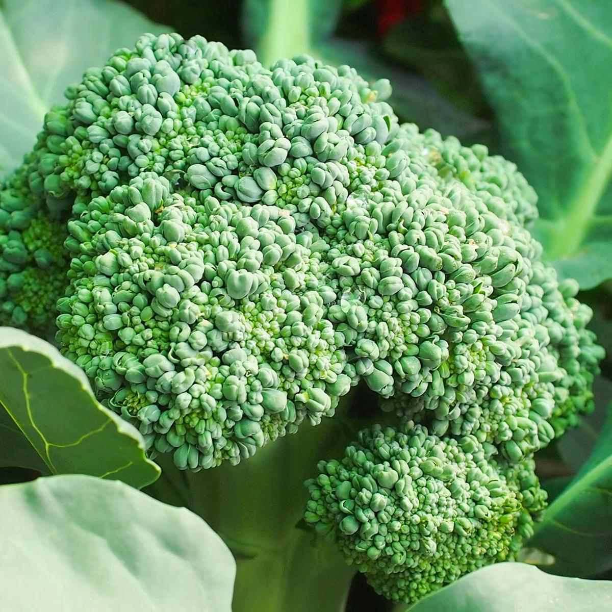 Waltham 29 Broccoli (Brassica oleracea)