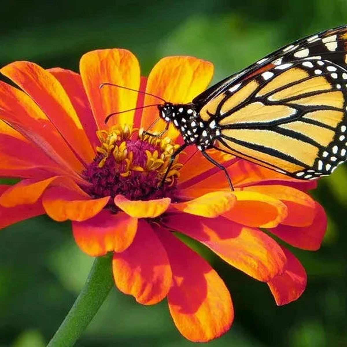 Zinnia Dahlia Flower Seeds Double-Bloom Hybrid Garden Variety