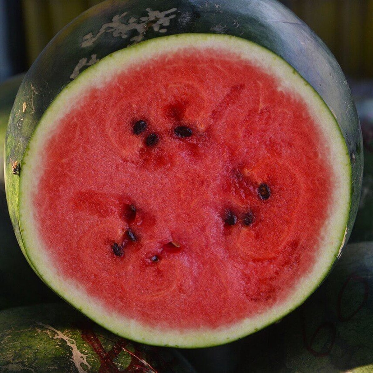 'Sugar Baby' Watermelon